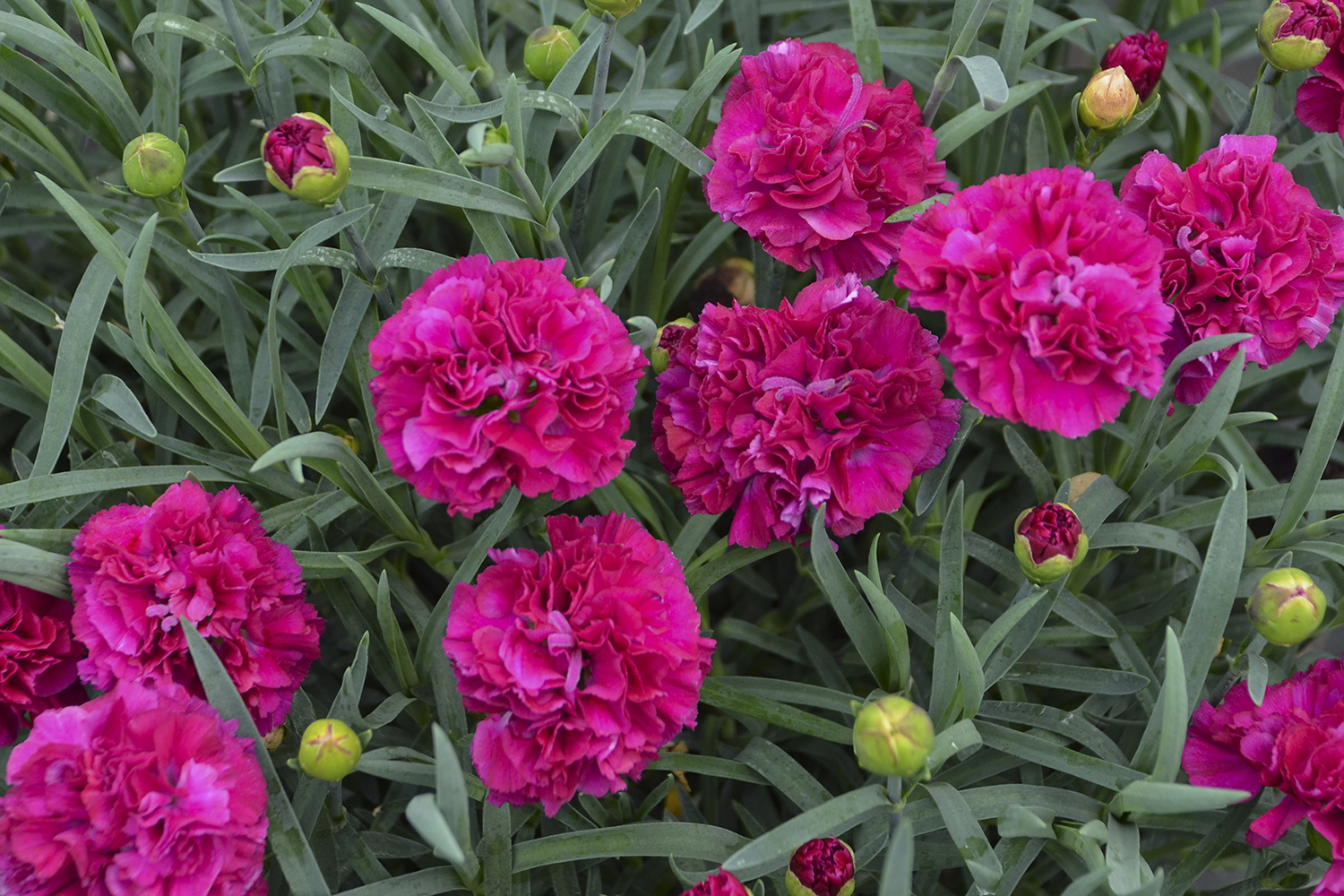 Dianthus